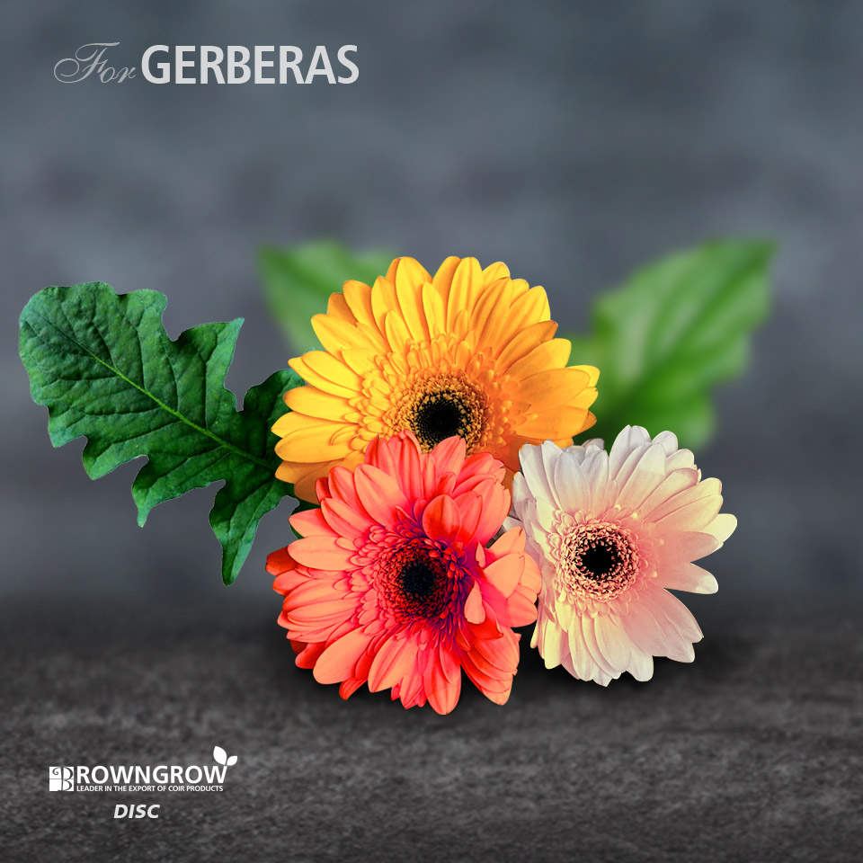 browngrow coco discs for gerberas